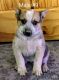 Austrailian Blue Heeler Puppies for sale in Grand Junction, CO, USA. price: $800