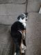 Austrailian Blue Heeler Puppies for sale in Hannacroix, NY 12087, USA. price: NA