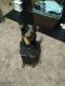 Austrailian Blue Heeler Puppies for sale in Holly Springs, NC 27540, USA. price: $300