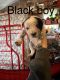 Austrailian Blue Heeler Puppies for sale in Alvordton, OH 43501, USA. price: $300