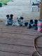Austrailian Blue Heeler Puppies for sale in Lindale, TX, USA. price: NA