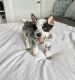 Austrailian Blue Heeler Puppies for sale in N Lois Ave, Tampa, FL 33609, USA. price: $1,000