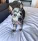 Austrailian Blue Heeler Puppies for sale in N Lois Ave, Tampa, FL 33609, USA. price: $1,000