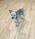 Austrailian Blue Heeler Puppies for sale in N Lois Ave, Tampa, FL 33609, USA. price: NA
