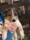 Austrailian Blue Heeler Puppies for sale in Mexico, MO 65265, USA. price: $350