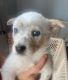 Austrailian Blue Heeler Puppies for sale in Oxford, OH 45056, USA. price: $350