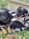 Austrailian Blue Heeler Puppies for sale in Spencerville, IN 46788, USA. price: NA
