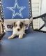 Austrailian Blue Heeler Puppies for sale in Fort Worth, TX, USA. price: $500