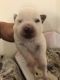 Austrailian Blue Heeler Puppies for sale in Montague, CA 96064, USA. price: NA
