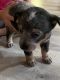 Austrailian Blue Heeler Puppies for sale in Lucasville, OH 45648, USA. price: $30,000