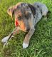 Austrailian Blue Heeler Puppies for sale in Paramount, CA, USA. price: NA