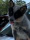 Austrailian Blue Heeler Puppies for sale in Mize, MS 39116, USA. price: NA