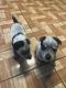 Austrailian Blue Heeler Puppies for sale in Houston, TX, USA. price: NA