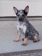 Austrailian Blue Heeler Puppies for sale in Niederwald, TX 78640, USA. price: NA