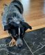 Austrailian Blue Heeler Puppies for sale in Oakland, MN 56007, USA. price: $250