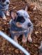 Austrailian Blue Heeler Puppies for sale in Eldridge, IA 52748, USA. price: NA