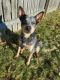 Austrailian Blue Heeler Puppies for sale in Galloway, OH 43119, USA. price: $450