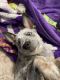Austrailian Blue Heeler Puppies for sale in Landrum, SC 29356, USA. price: $450