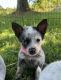 Austrailian Blue Heeler Puppies for sale in 38555 N Main St, Crossville, TN 38555, USA. price: NA