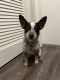 Austrailian Blue Heeler Puppies for sale in Addison, TX, USA. price: NA