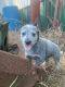 Austrailian Blue Heeler Puppies for sale in Spartanburg, SC, USA. price: $300