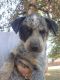 Austrailian Blue Heeler Puppies for sale in Gaston, OR 97119, USA. price: NA