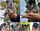 Austrailian Blue Heeler Puppies for sale in Kennewick, WA, USA. price: $900