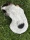 Austrailian Blue Heeler Puppies for sale in Zillah, WA 98953, USA. price: $250
