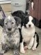 Austrailian Blue Heeler Puppies for sale in Chehalis, WA 98532, USA. price: $400