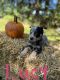 Austrailian Blue Heeler Puppies for sale in Westmoreland, NY 13490, USA. price: NA