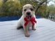 Austrailian Blue Heeler Puppies for sale in Tyler, TX, USA. price: $585