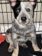 Austrailian Blue Heeler Puppies for sale in Philadelphia, PA, USA. price: $1,800