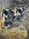 Austrailian Blue Heeler Puppies for sale in St Charles, IA 50240, USA. price: $350