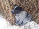 Austrailian Blue Heeler Puppies for sale in Post Falls, ID 83854, USA. price: $300