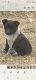Austrailian Blue Heeler Puppies for sale in 460 W 200 N, Ferron, UT 84523, USA. price: $150
