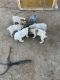 Austrailian Blue Heeler Puppies for sale in Midland, TX, USA. price: NA