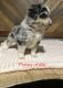 Austrailian Blue Heeler Puppies for sale in Munfordville, KY 42765, USA. price: $400