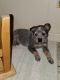 Austrailian Blue Heeler Puppies for sale in Fayetteville, AR, USA. price: NA
