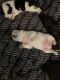 Austrailian Blue Heeler Puppies for sale in Flower Mound, TX, USA. price: NA