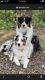 Austrailian Blue Heeler Puppies