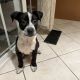 Austrailian Blue Heeler Puppies for sale in 1409 SE 172nd Ave, Portland, OR 97233, USA. price: $200