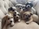 Austrailian Blue Heeler Puppies for sale in Moorcroft, WY 82721, USA. price: NA