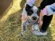 Austrailian Blue Heeler Puppies for sale in Los Lunas, NM 87031, USA. price: NA