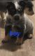 Austrailian Blue Heeler Puppies for sale in Globe, AZ, USA. price: $400
