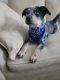 Austrailian Blue Heeler Puppies for sale in St Paul, MN, USA. price: $900