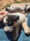 Austrailian Blue Heeler Puppies for sale in Franklin, NC 28734, USA. price: $300