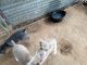 Austrailian Blue Heeler Puppies for sale in 1460 Co Rd 1309, Rusk, TX 75785, USA. price: NA