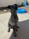 Austrailian Blue Heeler Puppies for sale in Orange, CA, USA. price: $300