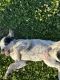 Austrailian Blue Heeler Puppies for sale in Wallace, NC 28466, USA. price: $325