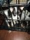 Austrailian Blue Heeler Puppies for sale in Hemet, CA 92543, USA. price: $300